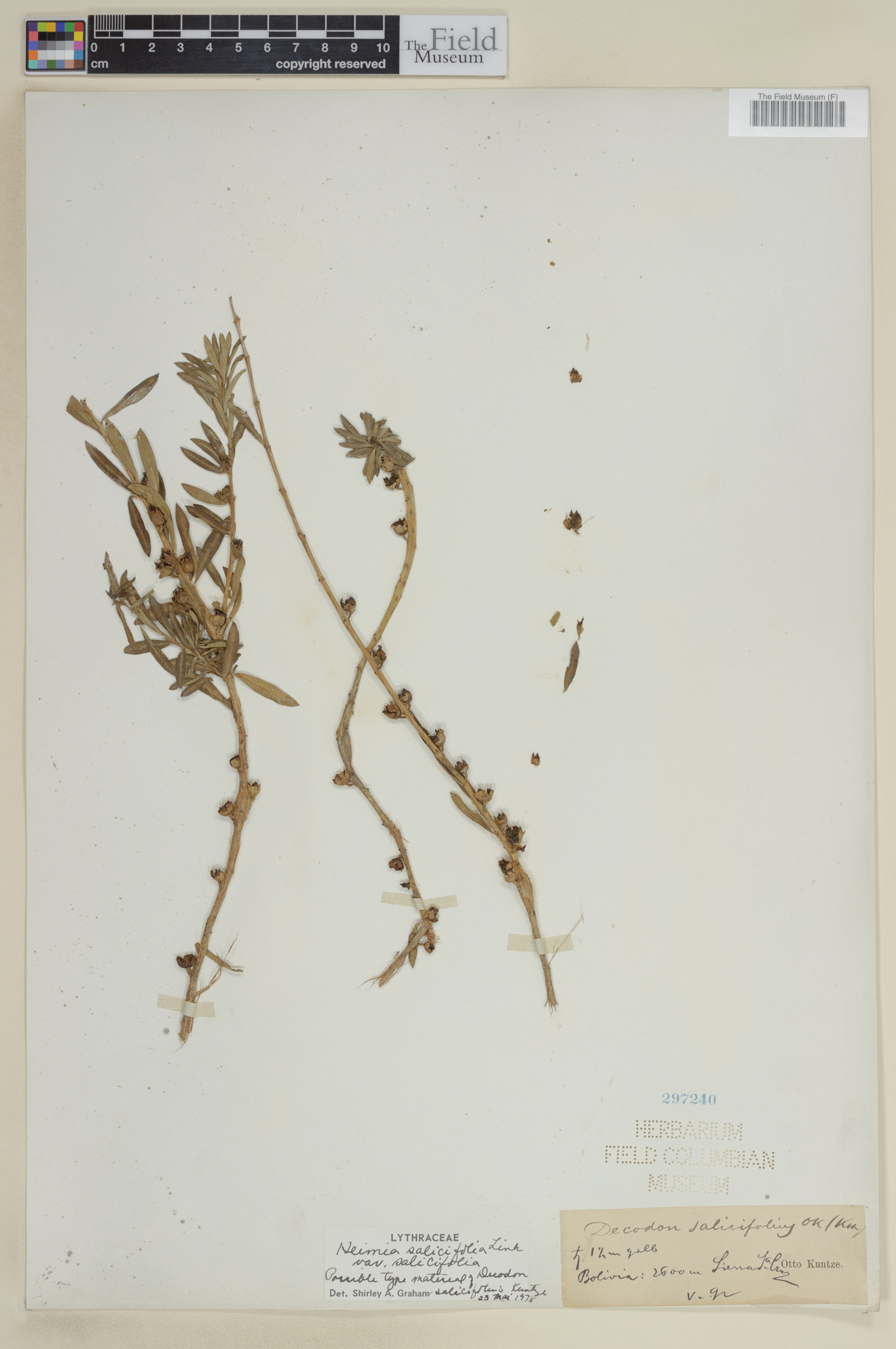 Heimia salicifolia image