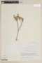 Cuphea sucumbiensis image