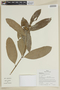 Mollinedia lanceolata image