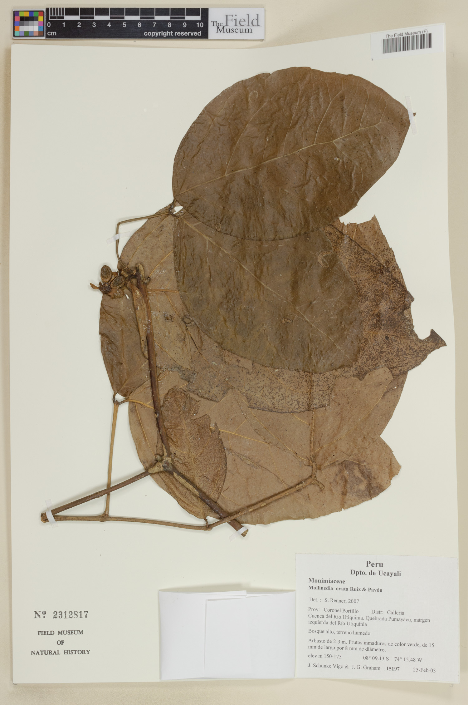 Mollinedia ovata image