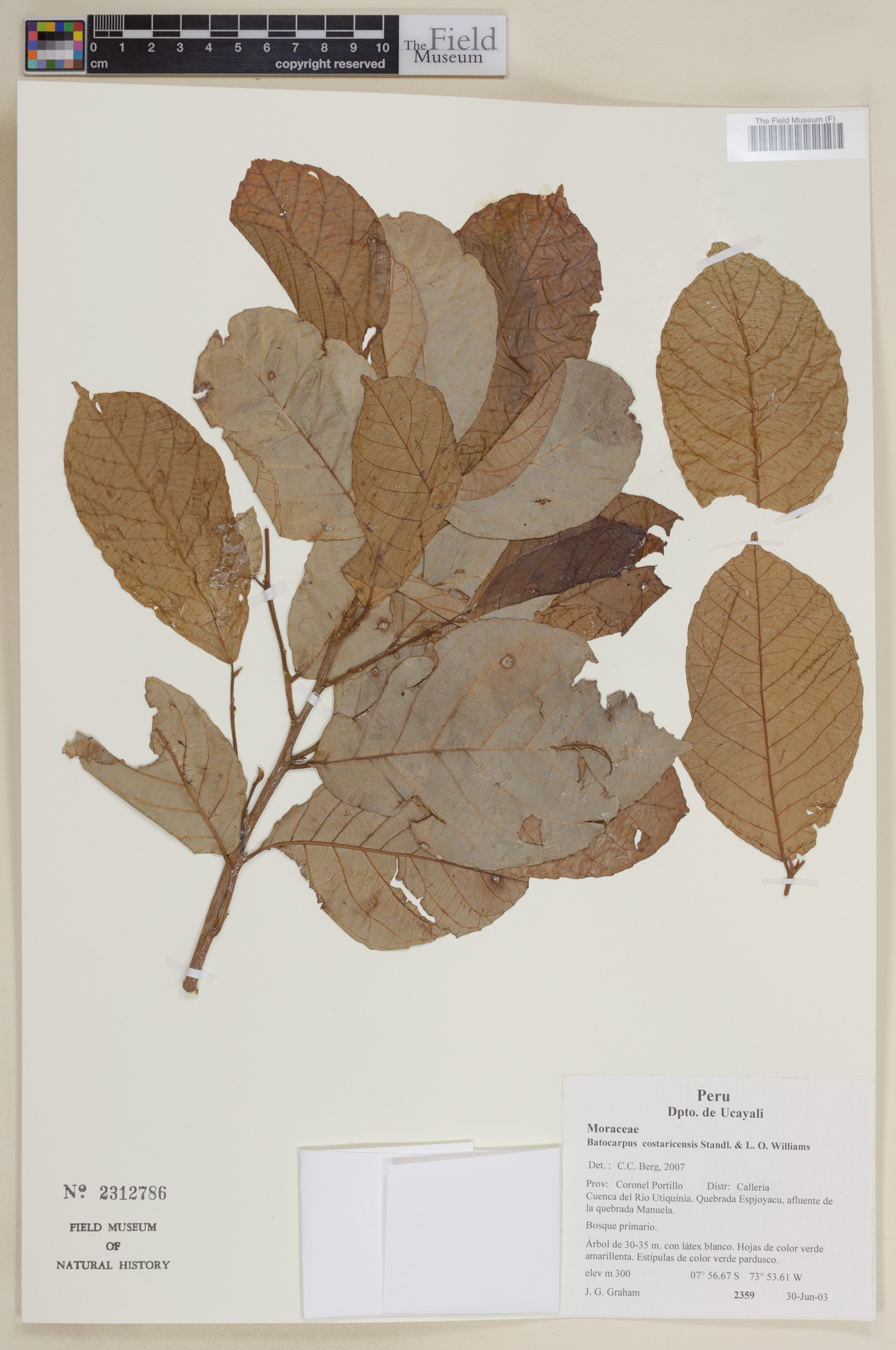 Batocarpus costaricensis image