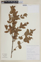 Cantinoa carpinifolia image