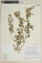 Clinopodium brevicalyx image