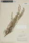 Clinopodium nubigenum image