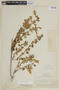 Clinopodium speciosum image