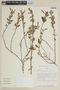 Clinopodium speciosum image