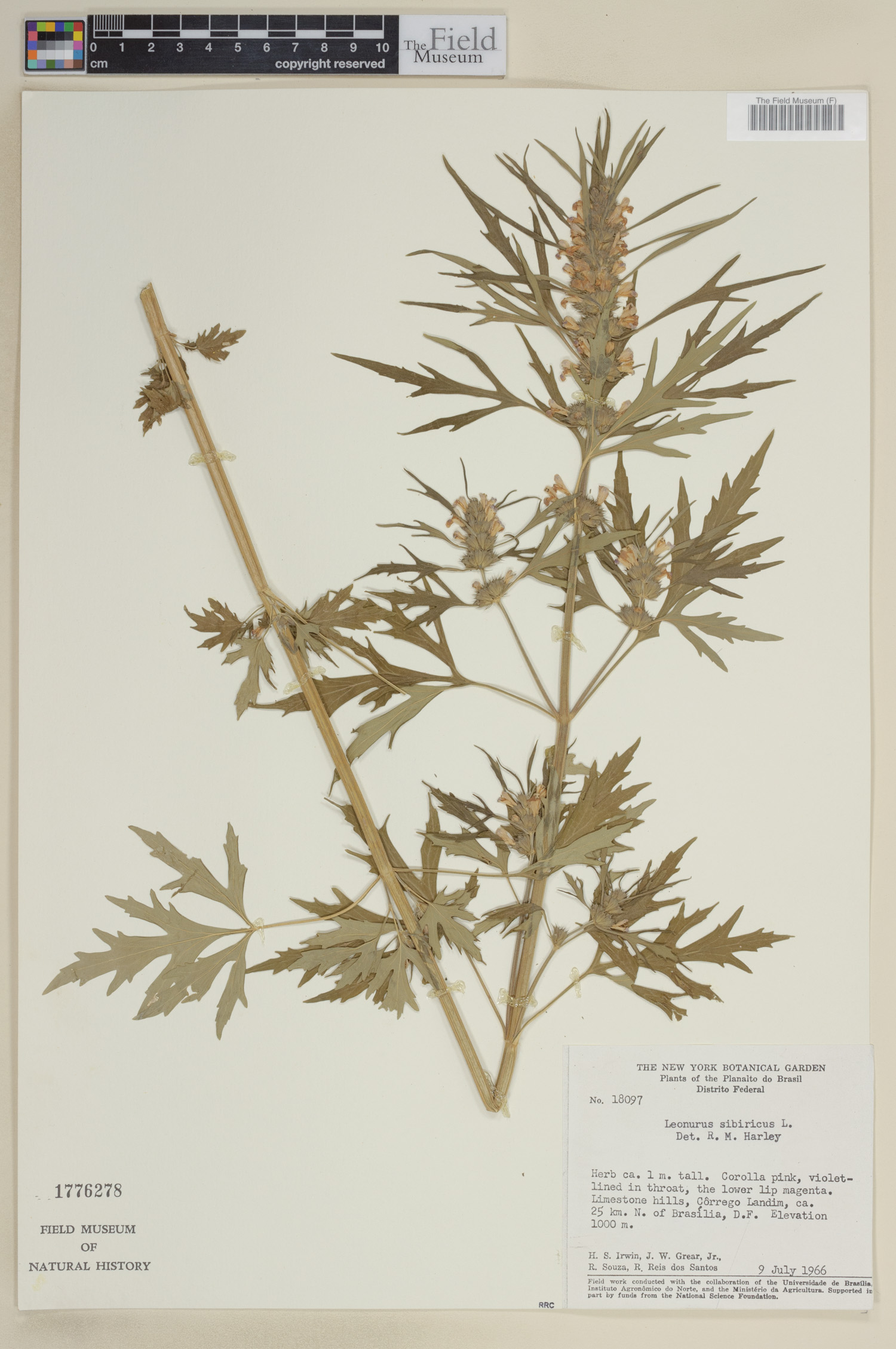 Leonurus image