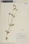 Martianthus elongatus image