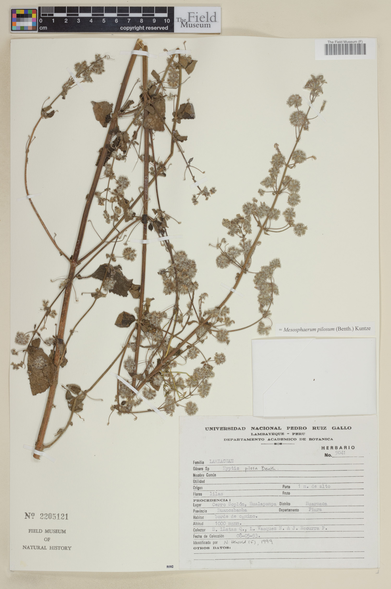 Mesosphaerum pilosum image