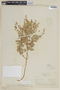 Minthostachys acutifolia image