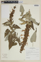 Salvia lanicaulis image