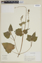 Salvia macrophylla image