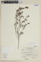 Salvia pseudorosmarinus image