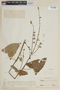 Salvia rhodostephana image