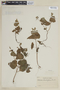 Salvia rhombifolia image