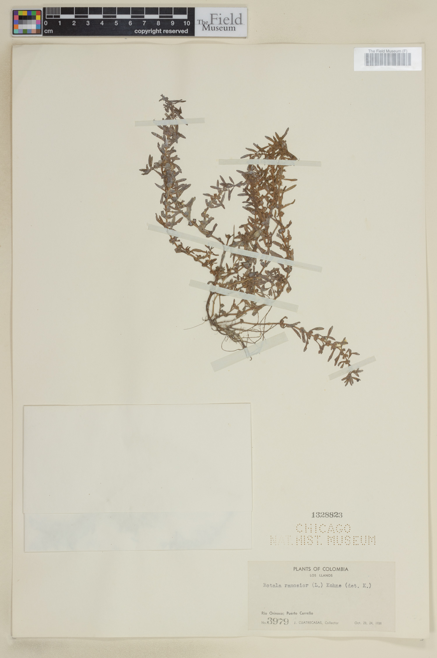 Rotala image