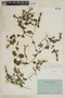 Scutellaria ocymoides image