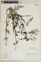 Scutellaria scutellarioides image