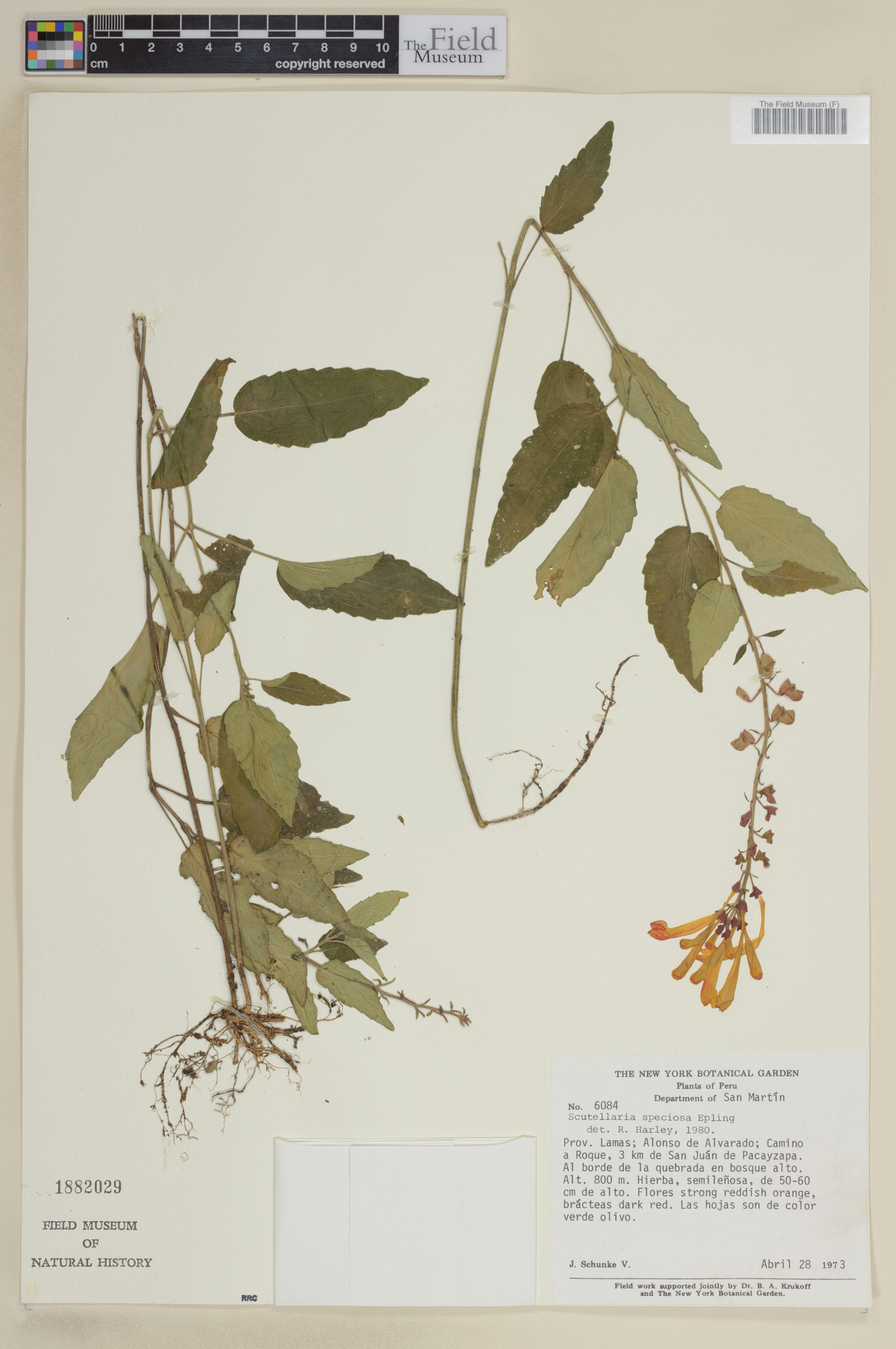 Scutellaria speciosa image