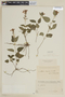 Scutellaria uliginosa image