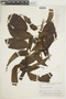 Acalypha acuminata image