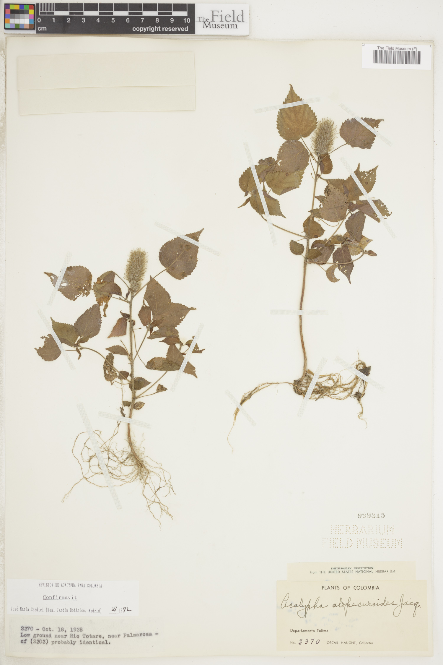 Acalypha alopecuroidea image