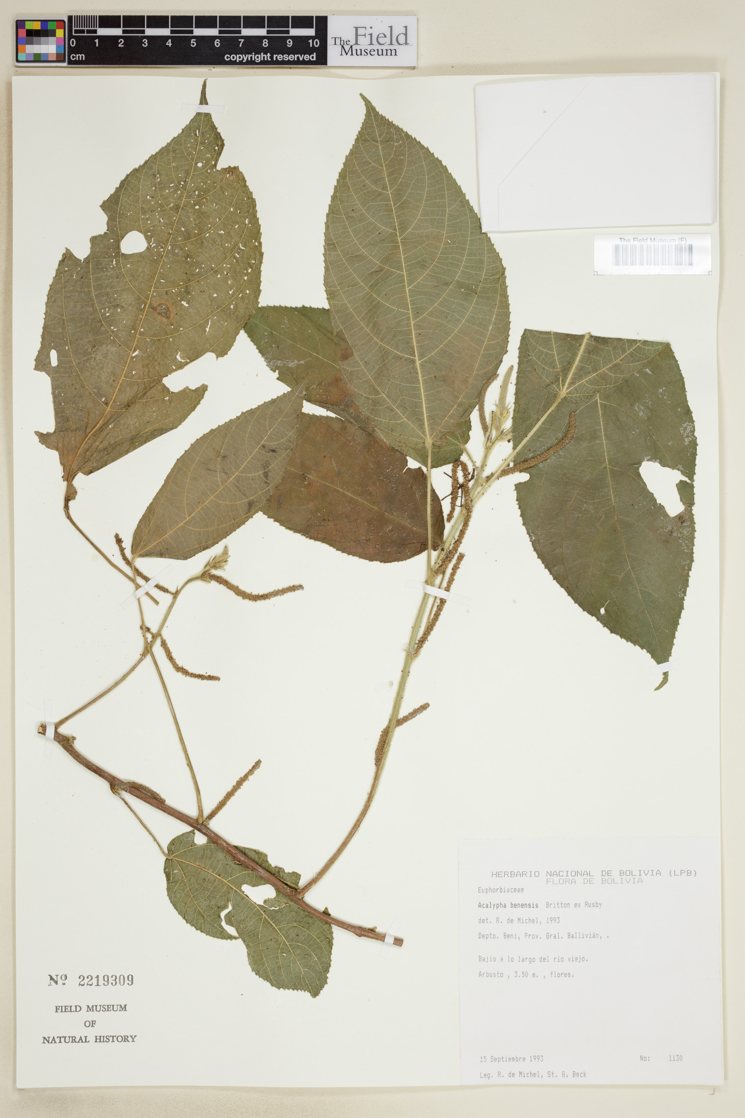 Acalypha benensis image
