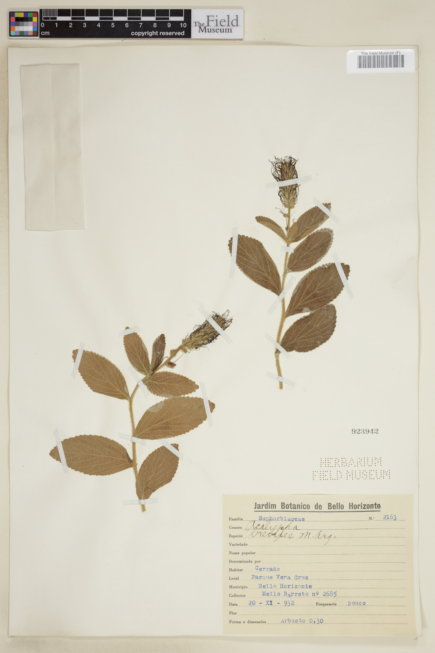 Acalypha virginica var. virginica image