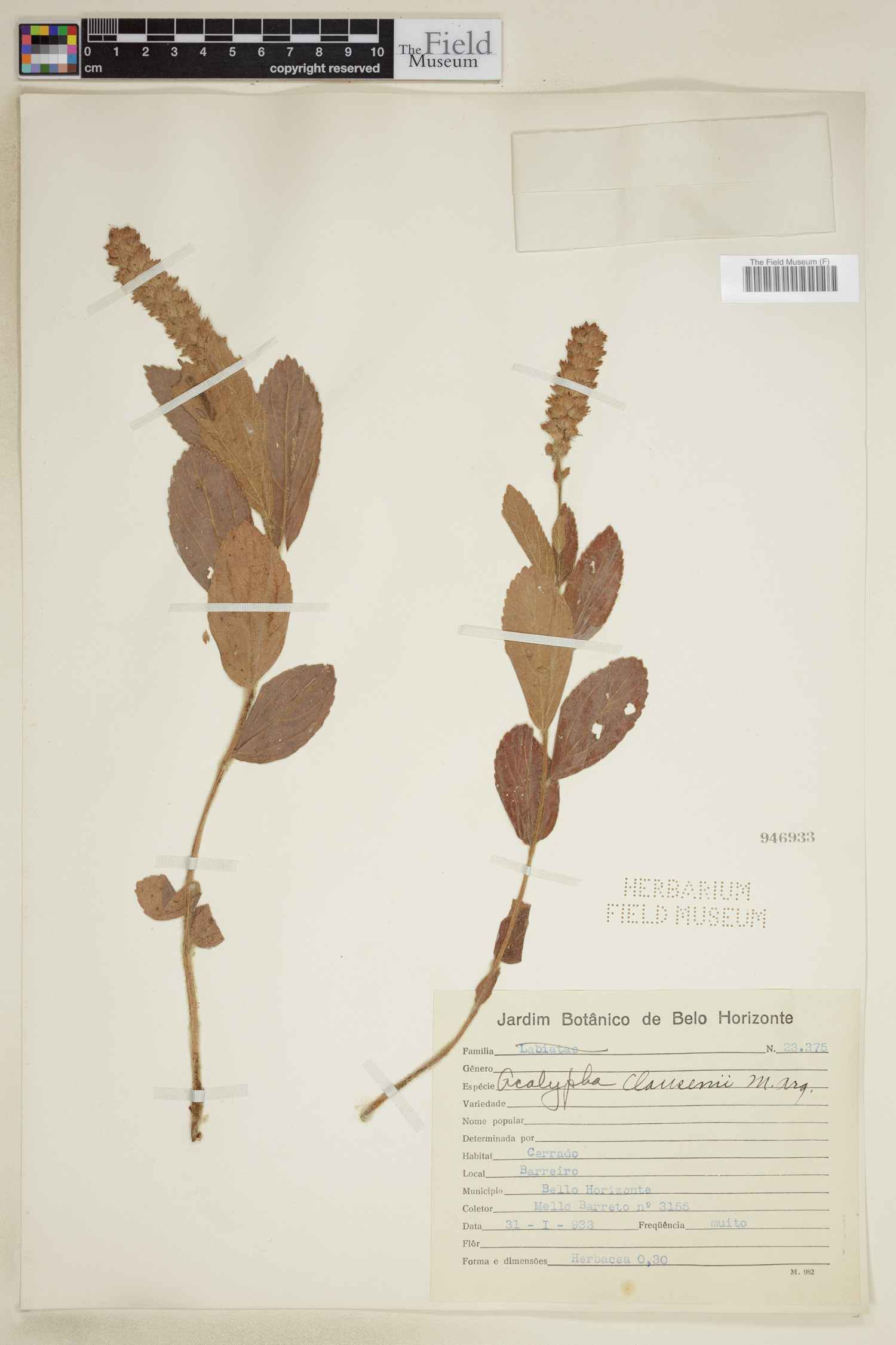 Acalypha claussenii image