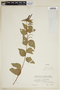 Acalypha communis subsp. communis image