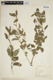 Acalypha variabilis image