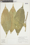 Acalypha cuneata image