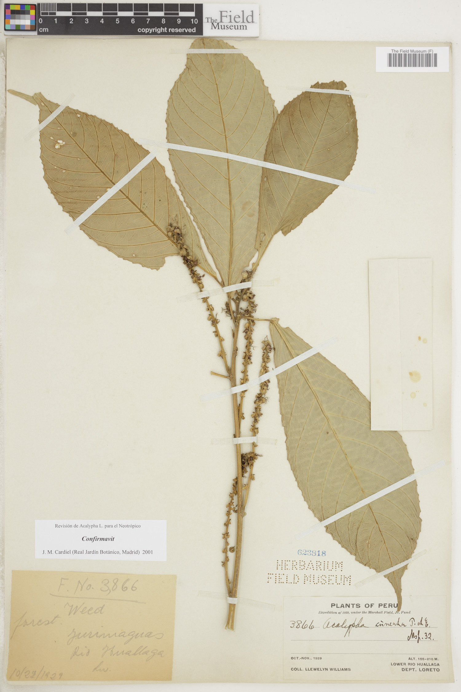 Acalypha cuneata image