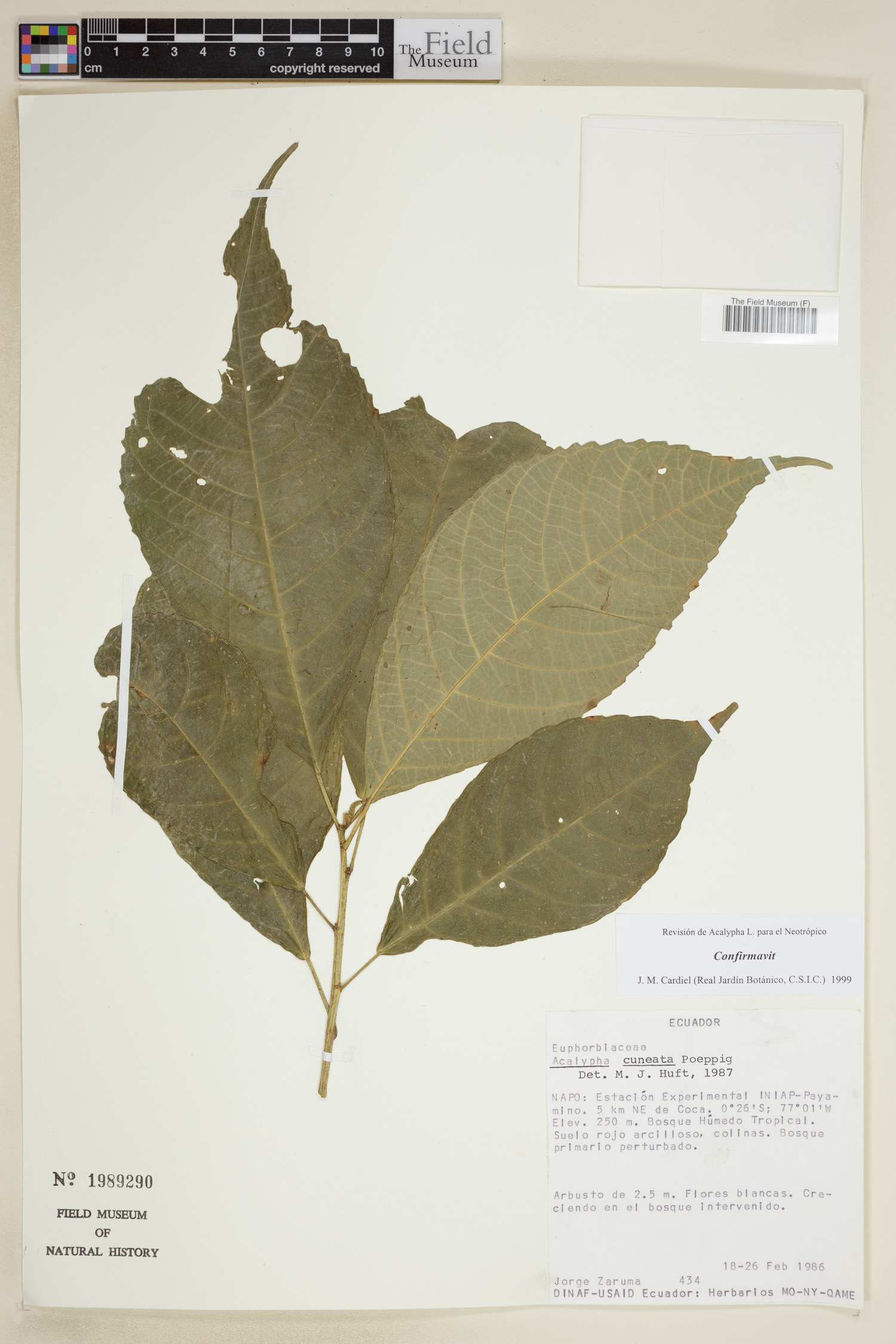 Acalypha cuneata image