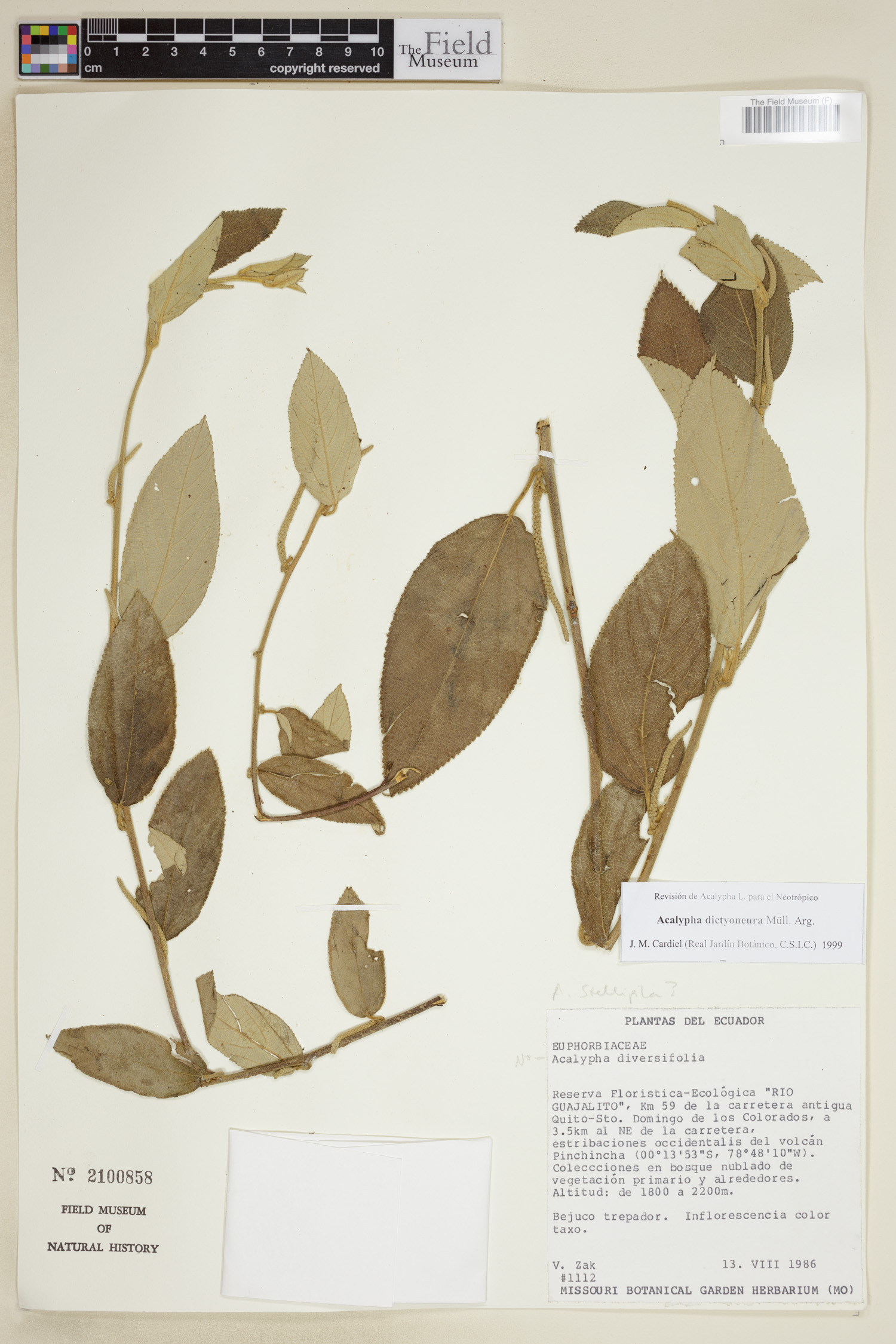Acalypha dictyoneura image