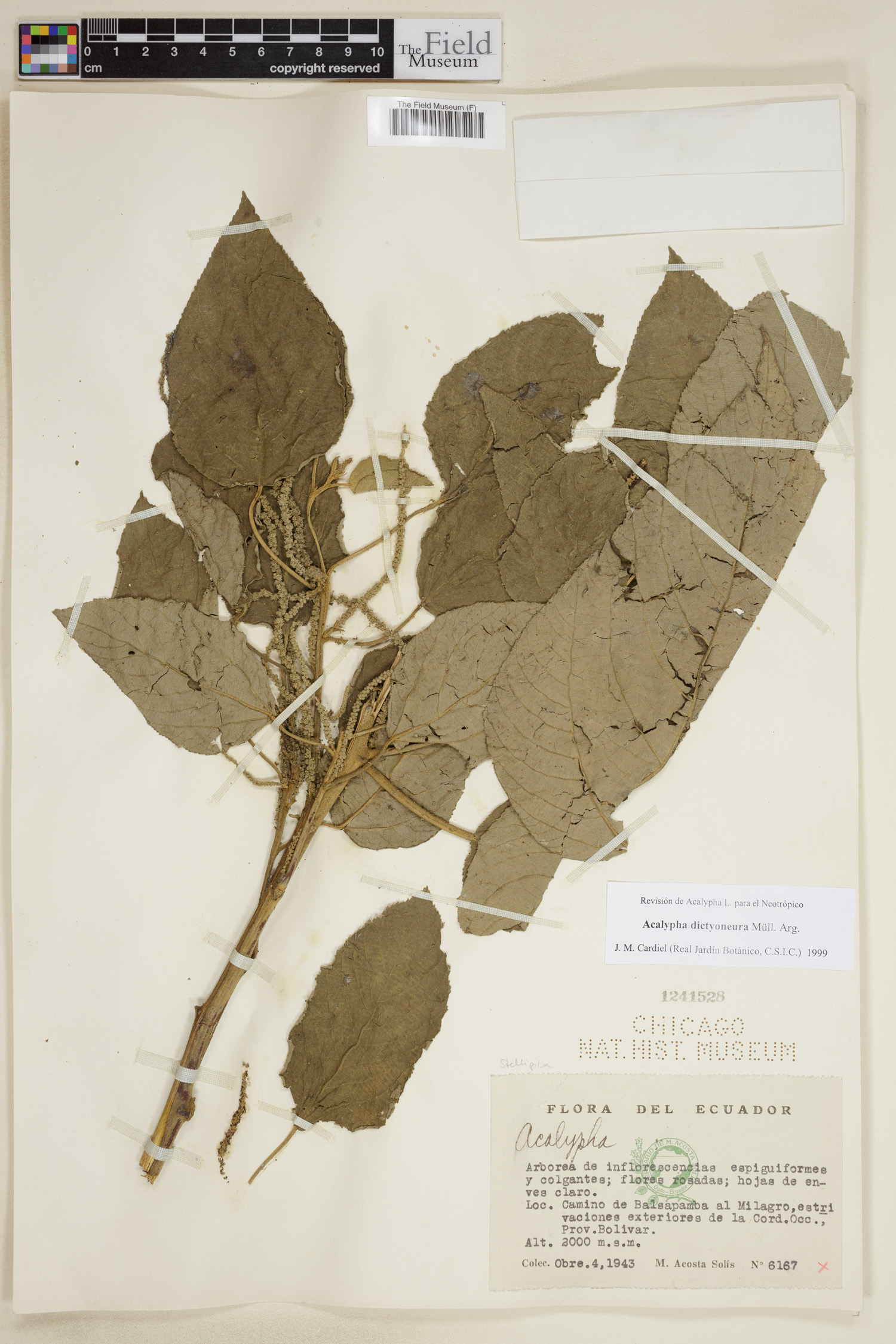 Acalypha dictyoneura image