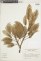 Ficus luschnathiana image