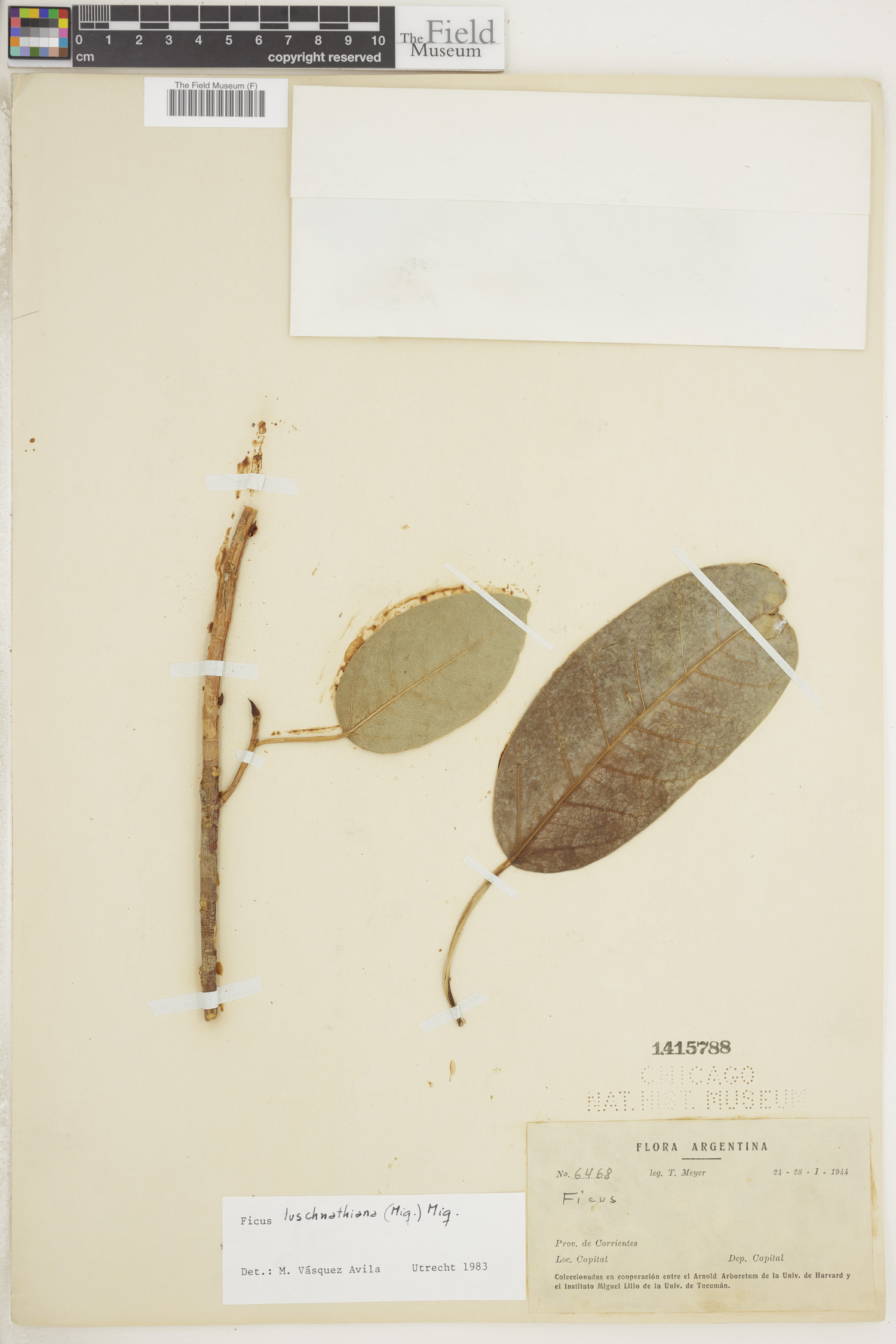 Ficus luschnathiana image