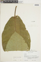 Ficus macbridei image