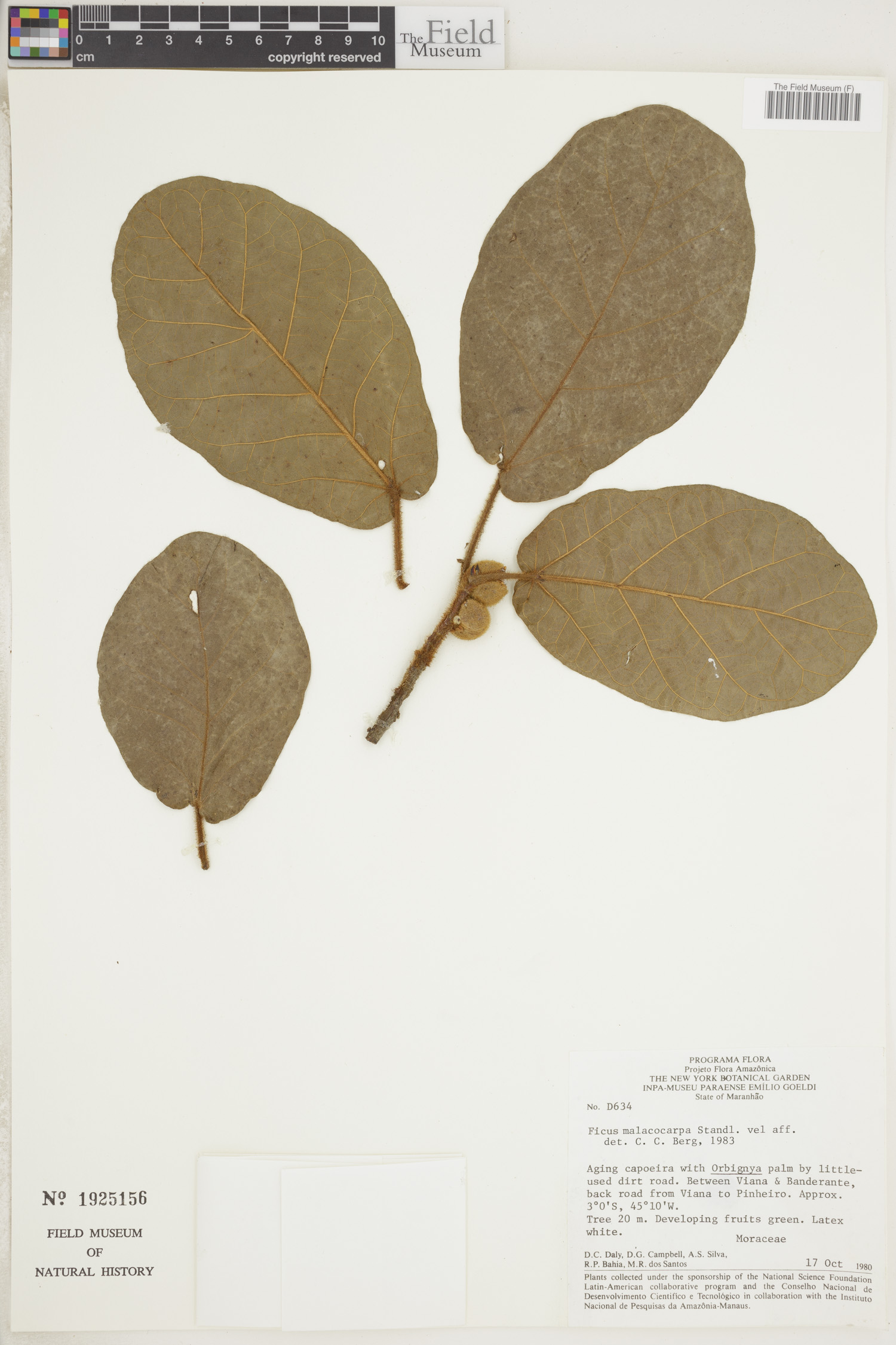 Ficus popenoei subsp. malacocarpa image