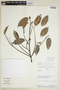 Ficus maroma image
