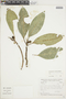 Ficus adhatodifolia image
