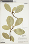 Ficus adhatodifolia image