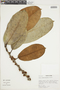 Ficus albert-smithii image