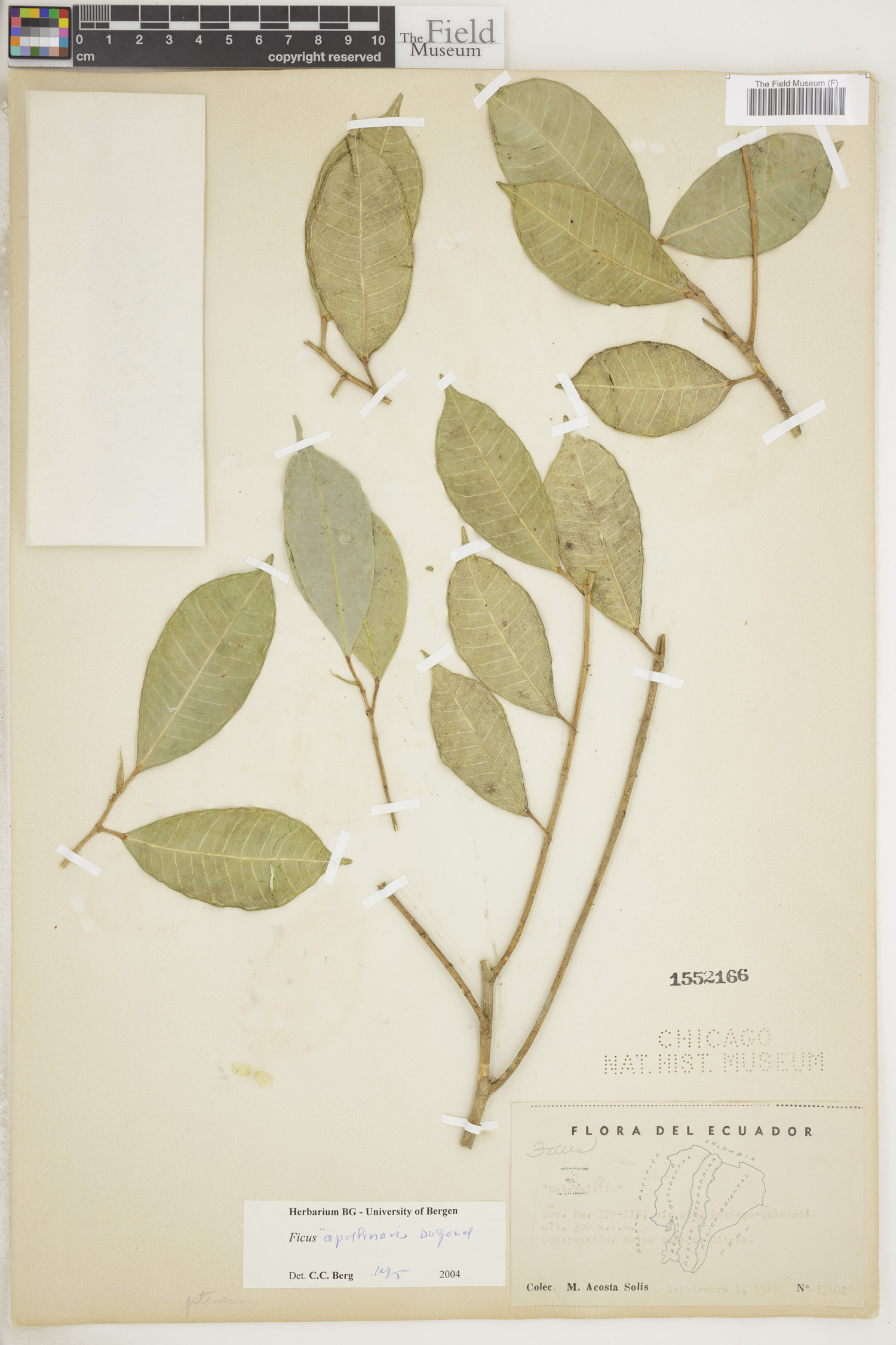 Ficus apollinaris image