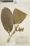 Ficus brevibracteata image