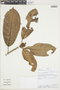 Ficus casapiensis image
