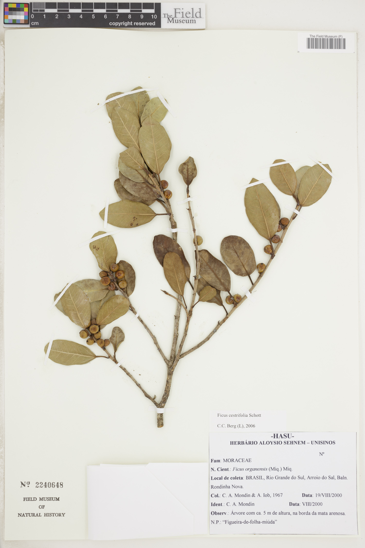 Ficus cestrifolia image