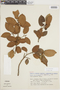 Ficus cestrifolia image