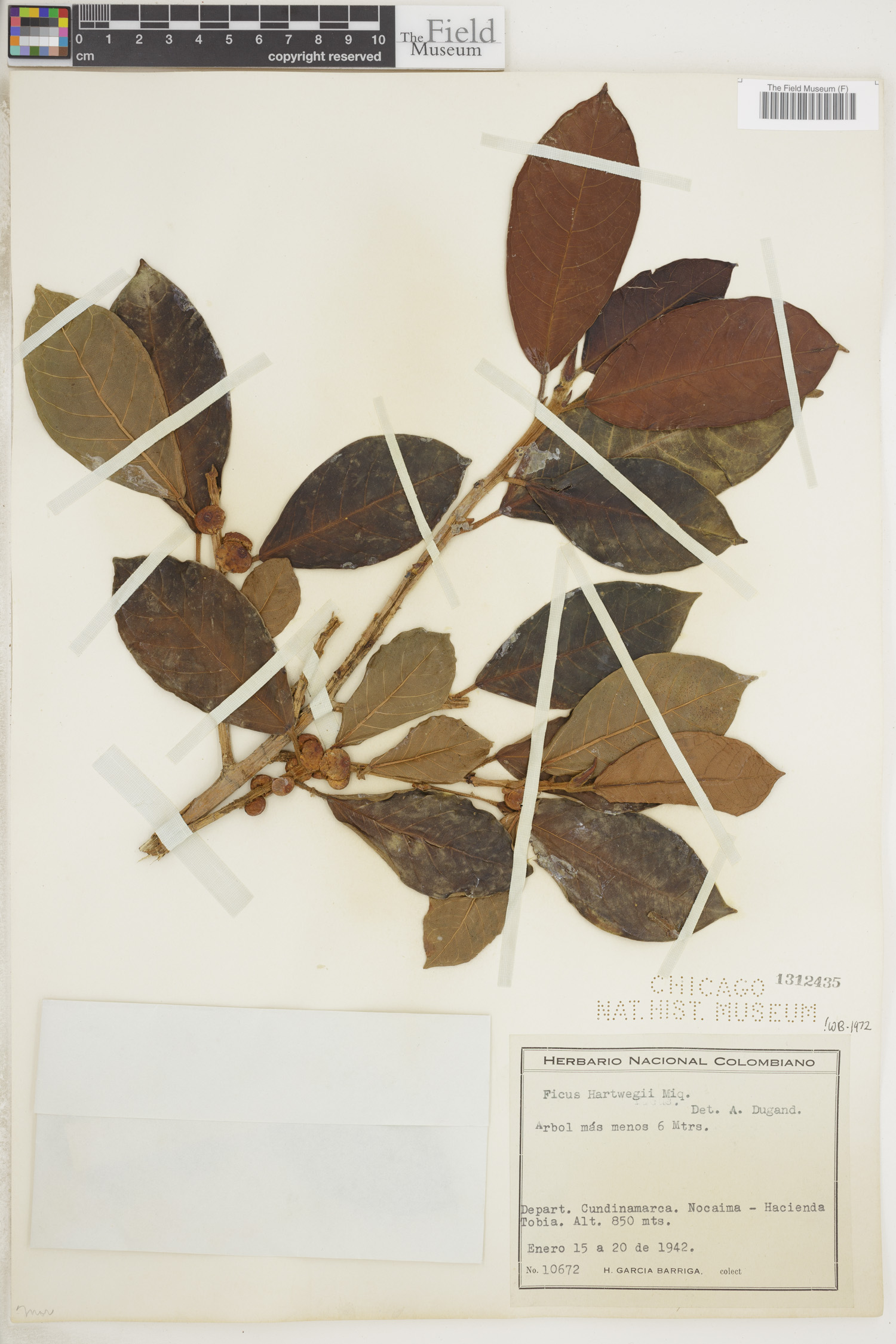 Ficus hartwegii image